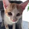 LEVI, chaton créole mâle