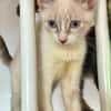 MARIE, chaton femelle type européen
