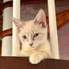 MARIE, chaton femelle type européen