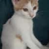 MIEL, chaton créole mâle