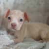 BOUBA, chiot Berger Créole mâle