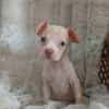 BOUBA, chiot Berger Créole mâle