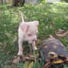 BOUBA, chiot Berger Créole mâle
