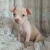 BOUBA, chiot Berger Créole mâle