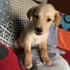 MYLO, chiot Berger Créole mâle