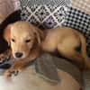 MYLO, chiot Berger Créole mâle
