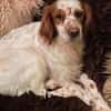 Henry sucht ein neues Zuhause