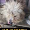 LILO sucht ihr Kuschelkörbchen
