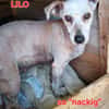 LILO sucht ihr Kuschelkörbchen