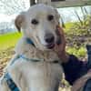Argo sucht sein zu Hause