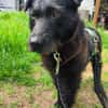 Amy-Sensible Hundedame sucht ihr Für-Imm