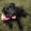 Amy-Sensible Hundedame sucht ihr Für-Imm