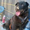Amy-Sensible Hundedame sucht ihr Für-Imm