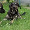 Bricko sucht liebevolles Zuhause