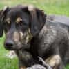 Bricko sucht liebevolles Zuhause