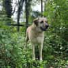 Chum - ein Hund zum verlieben