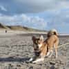 Polly sucht ihren sicheren Hafen