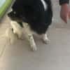 Maya, zauberhafte Hündin sucht Zuhause