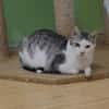 Lieber Tom sucht dringend ein Zuhause