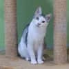 Lieber Tom sucht dringend ein Zuhause