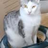 Lieber Tom sucht dringend ein Zuhause