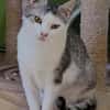 Lieber Tom sucht dringend ein Zuhause