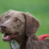 Lola sucht sportliche Menschen