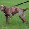 Lola sucht sportliche Menschen