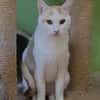 Guliver sucht dringend ein Zuhause