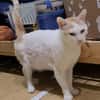 Guliver sucht dringend ein Zuhause