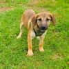Max sucht ein Zuhause