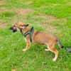 Max sucht ein Zuhause