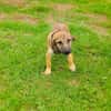 Max sucht ein Zuhause
