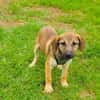 Max sucht ein Zuhause