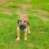 Max sucht ein Zuhause