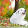 Buddy sucht ein hundeerfahrenes Zuhause