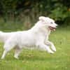 Buddy sucht ein hundeerfahrenes Zuhause