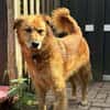 Traumhund für ältere Menschen