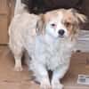 Lili, kleines Hundemädchen sucht Zuhause