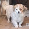 Lili, kleines Hundemädchen sucht Zuhause