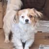 Lili, kleines Hundemädchen sucht Zuhause