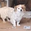 Lili, kleines Hundemädchen sucht Zuhause