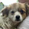 Lili, kleines Hundemädchen sucht Zuhause