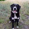 Nanda sucht ein neues Zuhause
