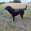 Nanda sucht ein neues Zuhause