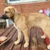 Ana, mutiger Welpe sucht neues Zuhause