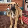 Ana, mutiger Welpe sucht neues Zuhause