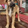 Ana, mutiger Welpe sucht neues Zuhause