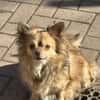 Chihuahua Rüde 3 Jahre alt