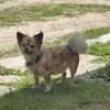 Chihuahua Rüde 3 Jahre alt